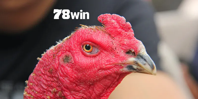 Gà mồng trích một trong những chiến kê có khả năng thi đấu tốt